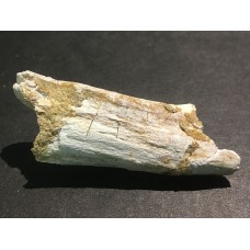 Kost dinosaura